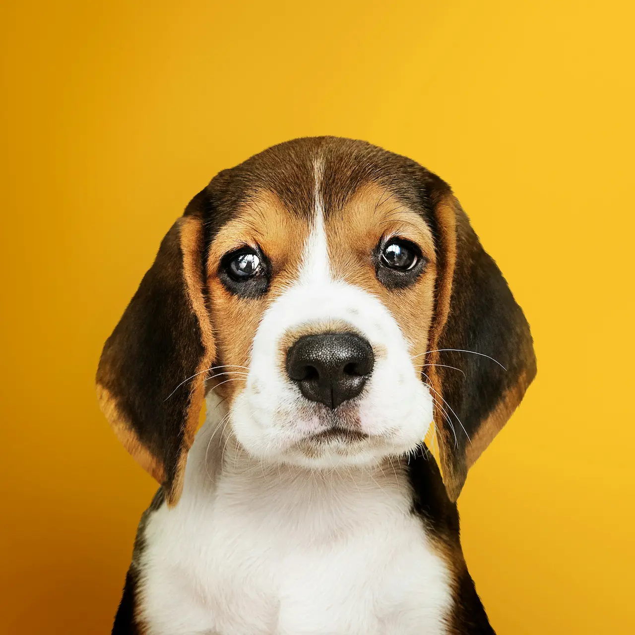 Beagle Giallo