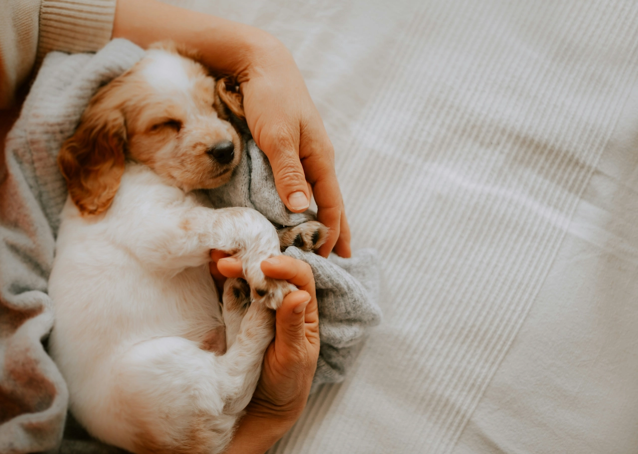 Cucciolo Coperta