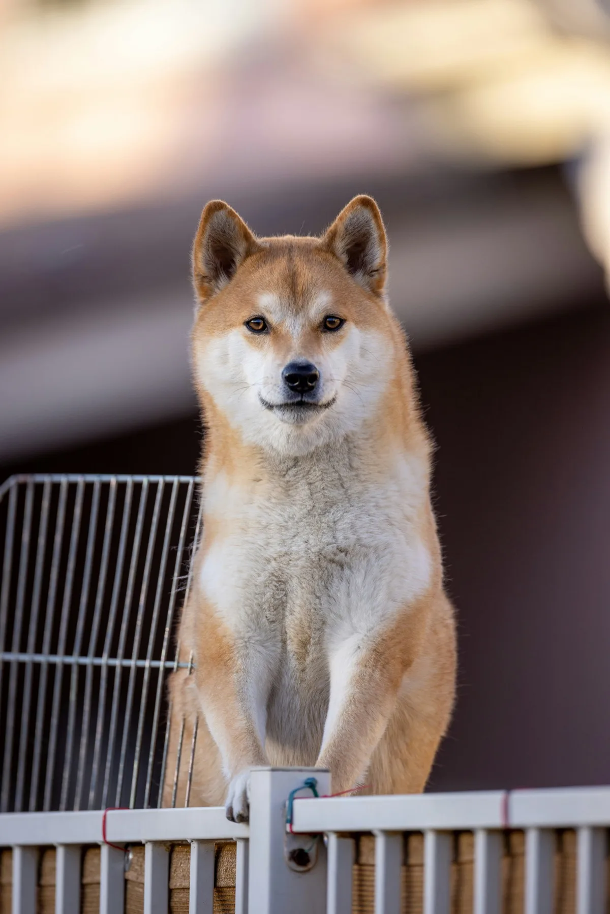 Akita Inu foto 2