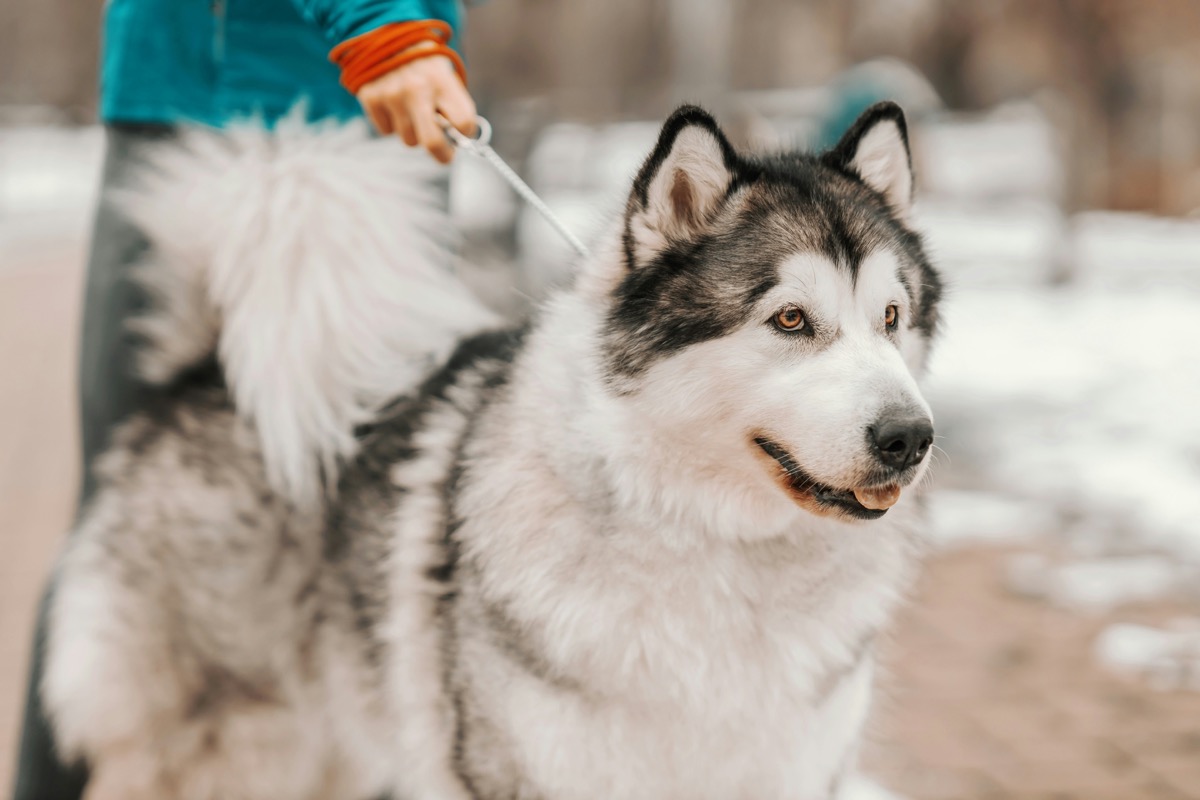 Alaskan Malamute