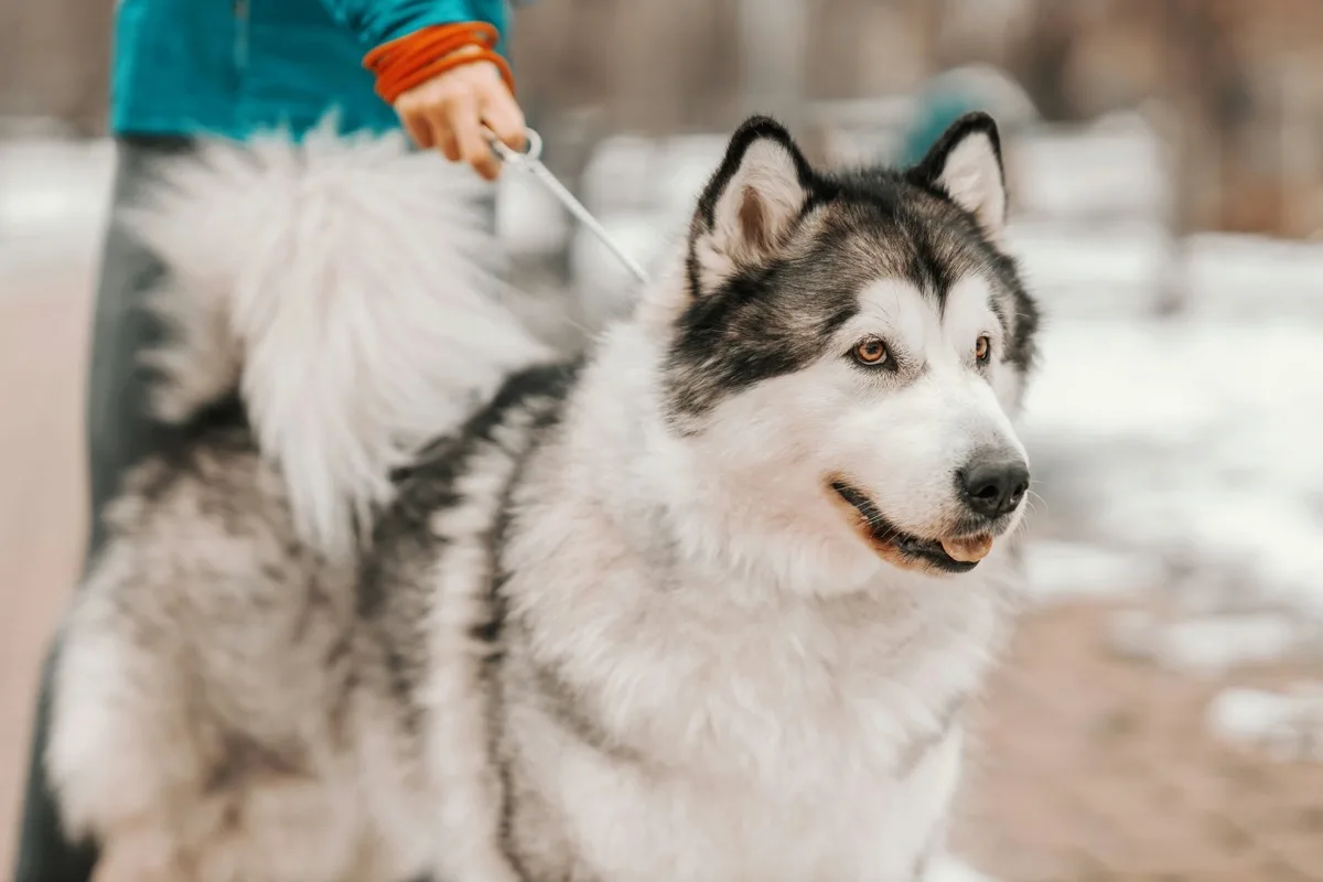 Alaskan Malamute