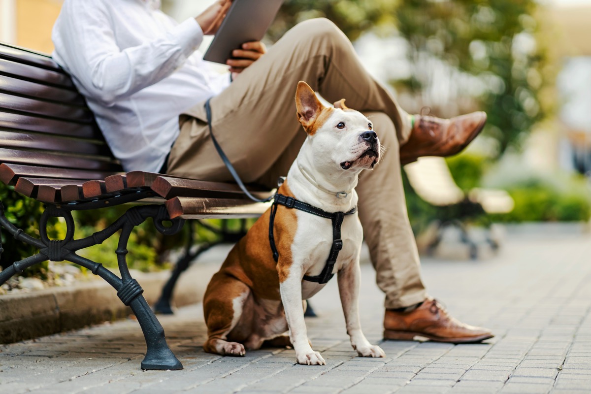 American Staffordshire Terrier