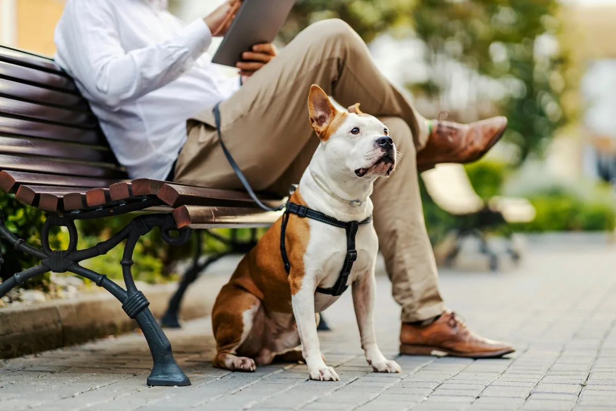 American Staffordshire Terrier