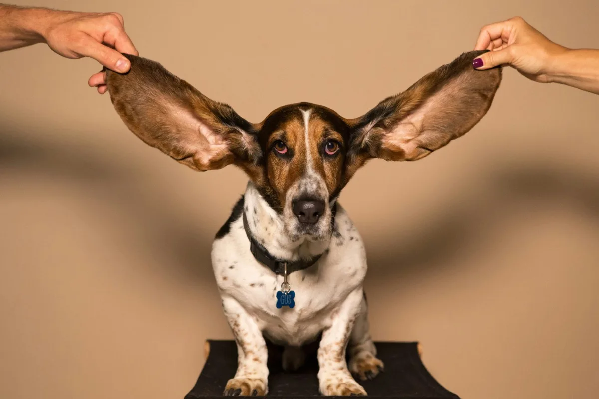 Basset Hound foto 2
