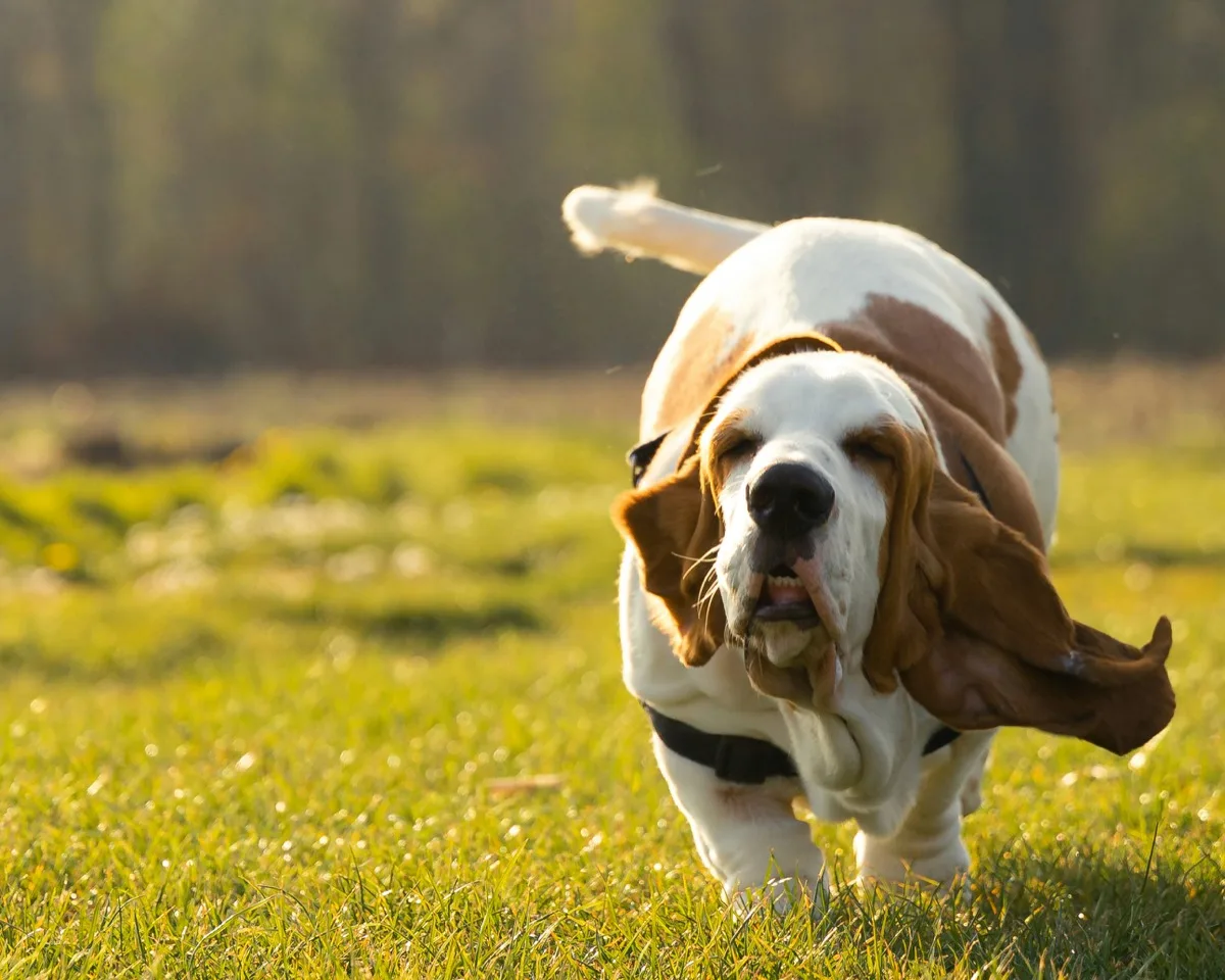 Basset Hound foto 3