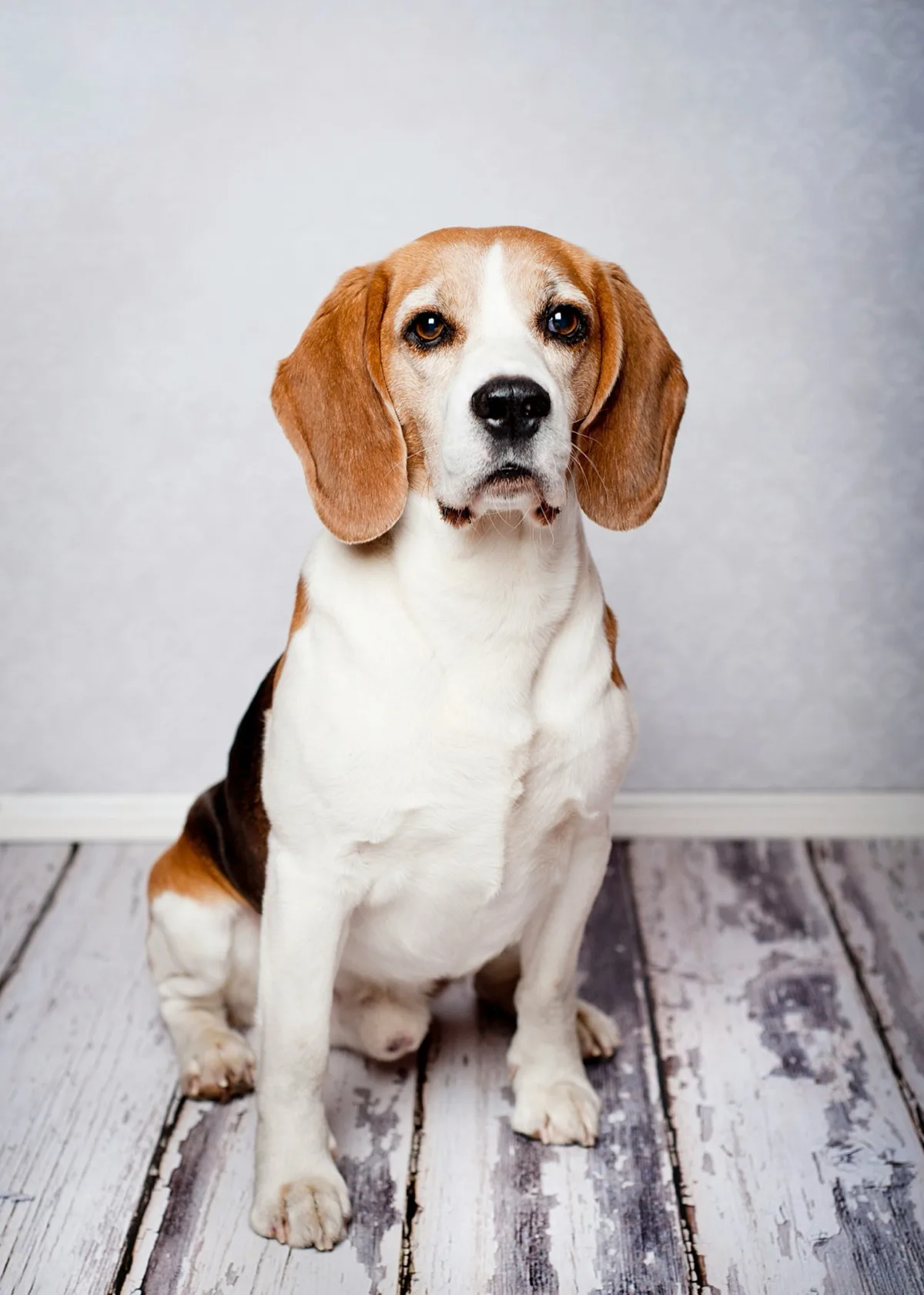 Beagle foto 2