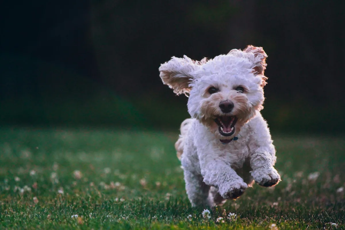 Bichon Frise foto 2
