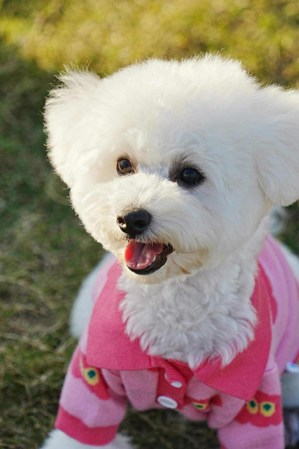 Bichon Frise