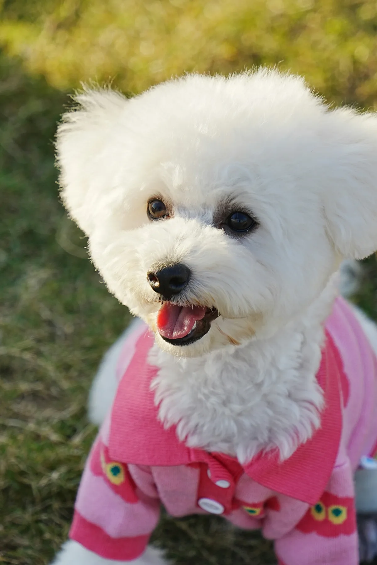 Bichon Frise