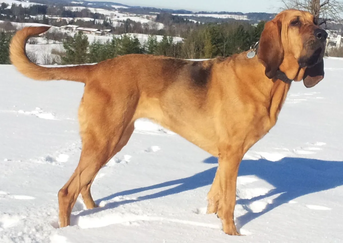 Bloodhound foto 2