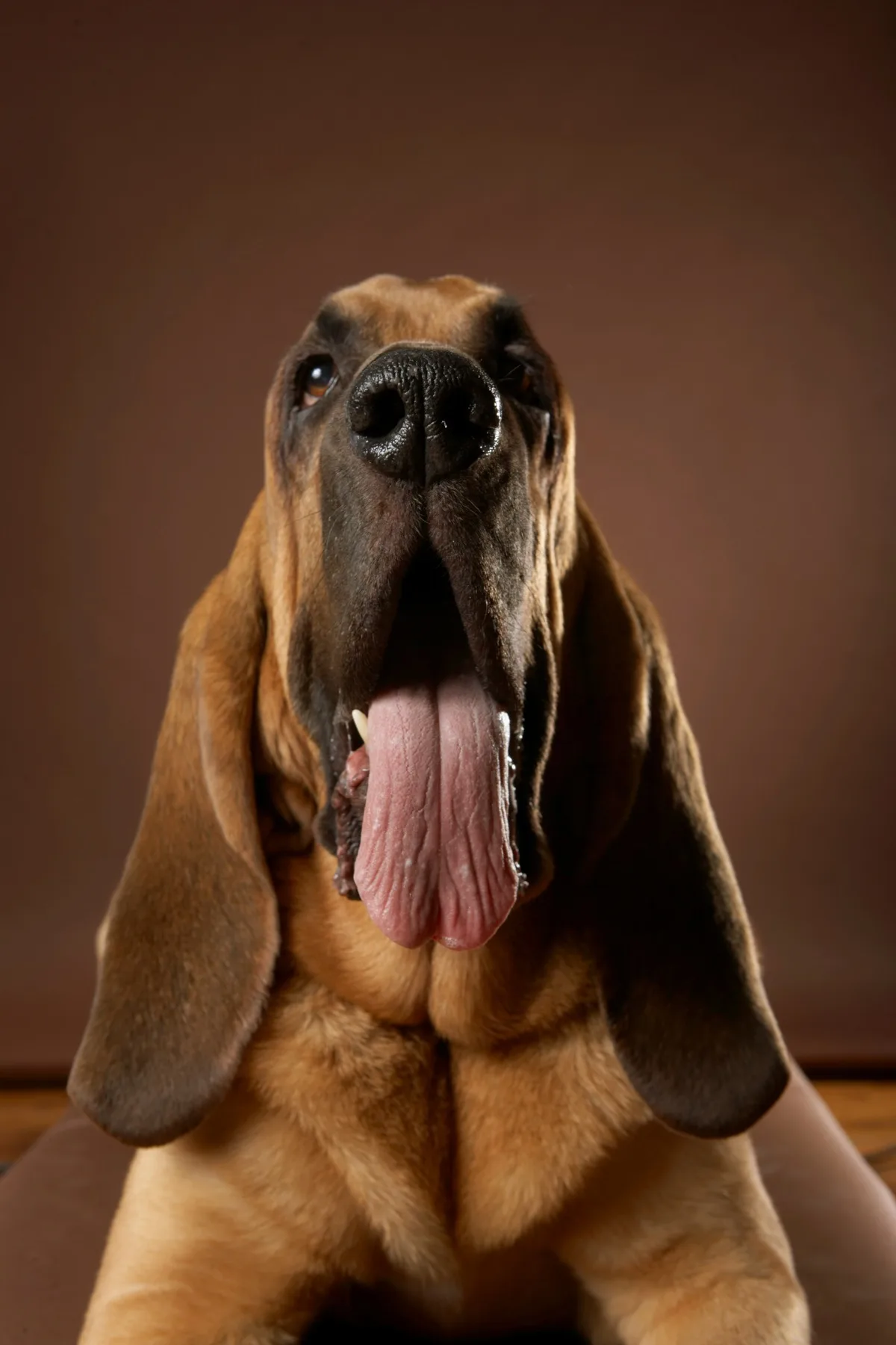 Bloodhound