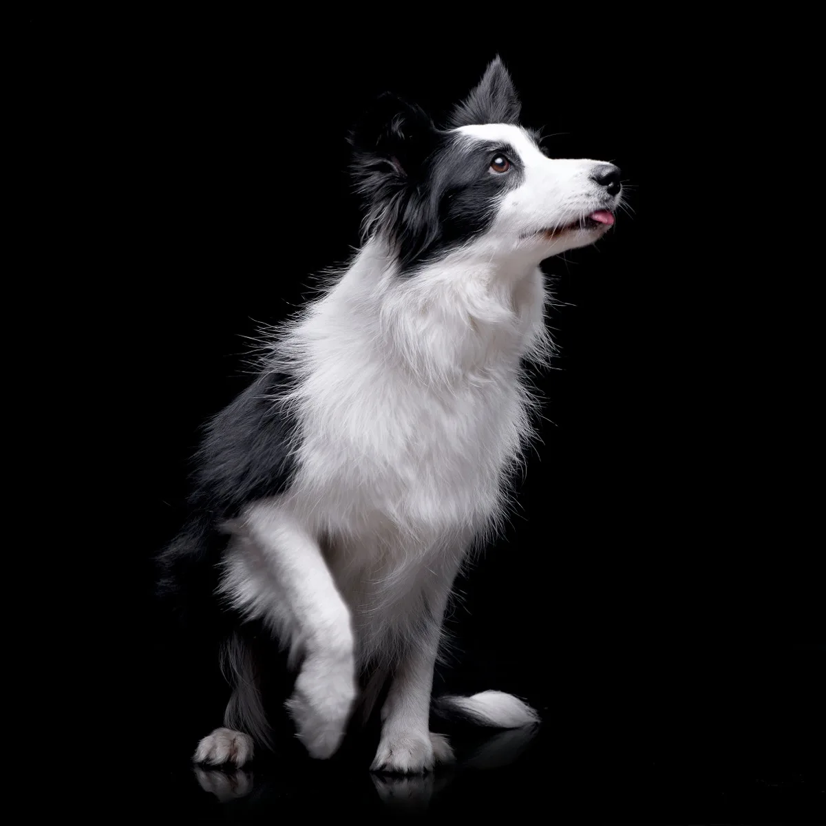 Border Collie foto 2
