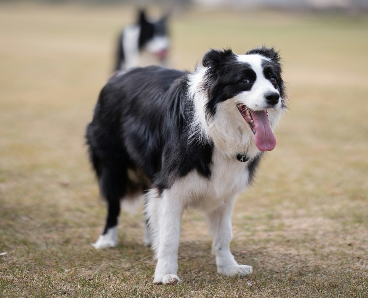 Border Collie