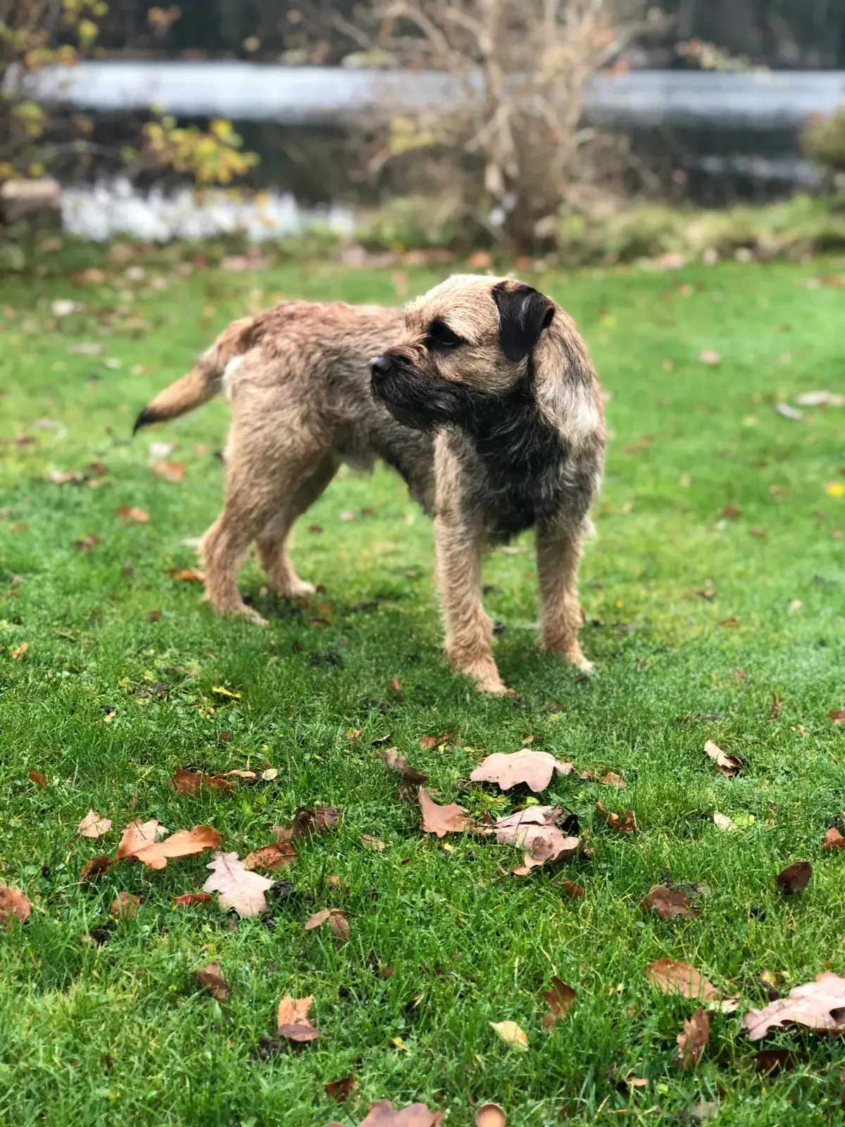 Border Terrier foto 2