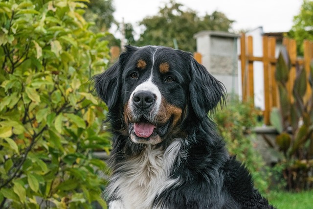 Bovaro del Bernese