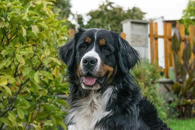 Bovaro del Bernese