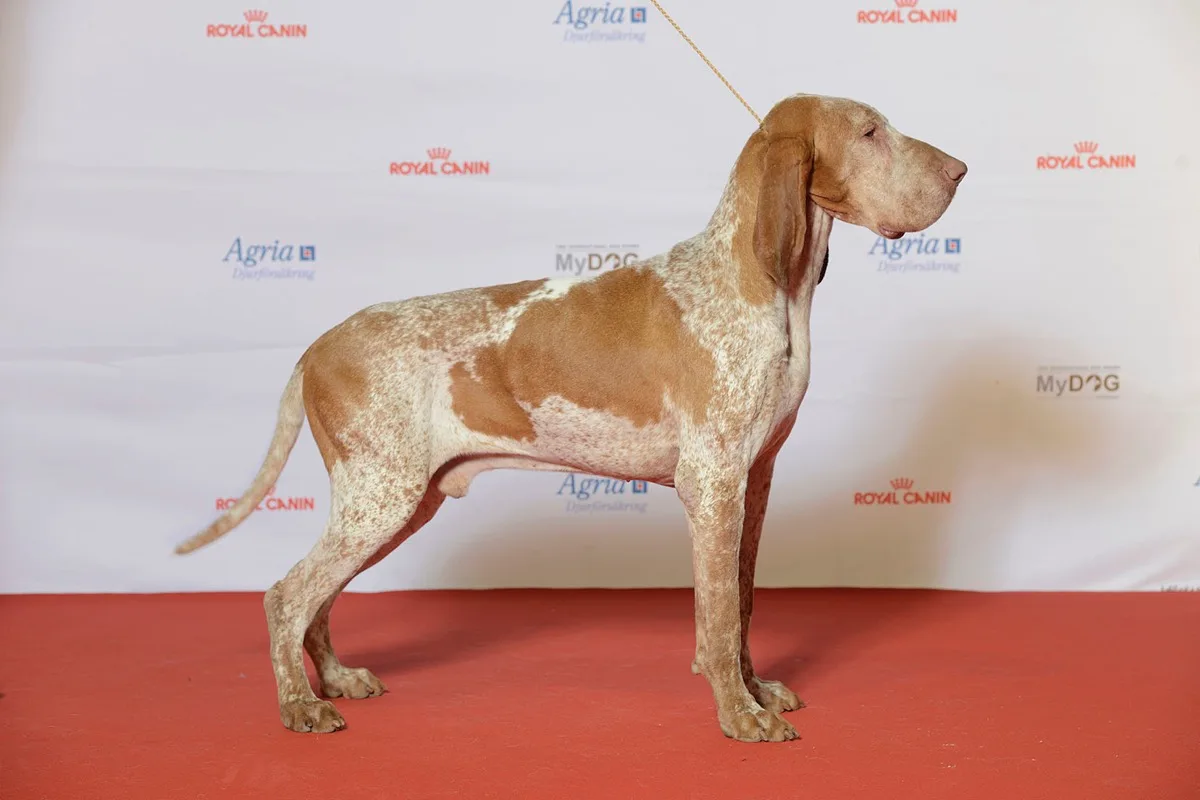 Bracco Italiano foto 2