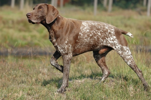 Bracco Tedesco