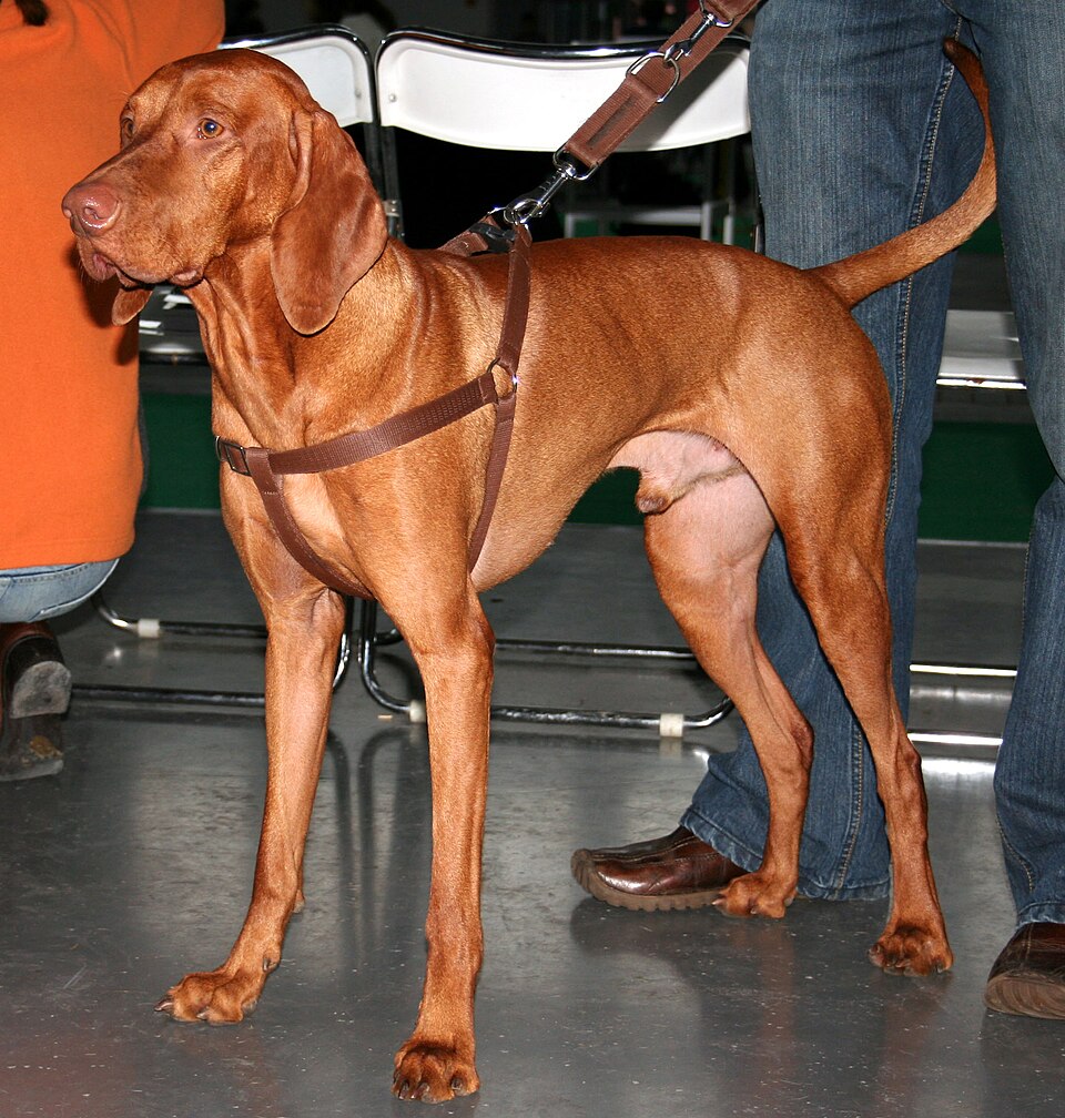 Bracco Ungherese