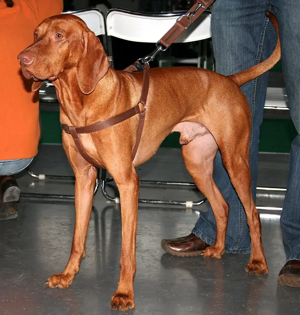 Bracco Ungherese