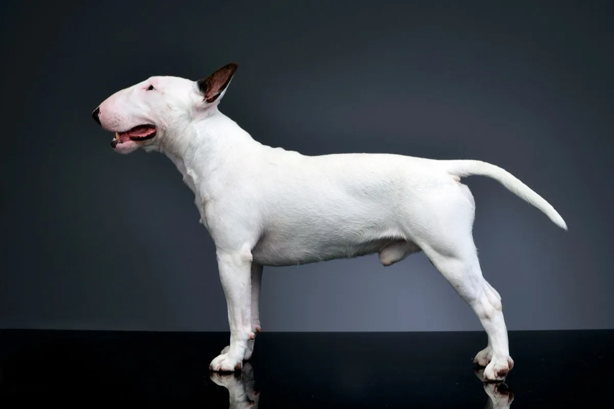Bull Terrier foto 2