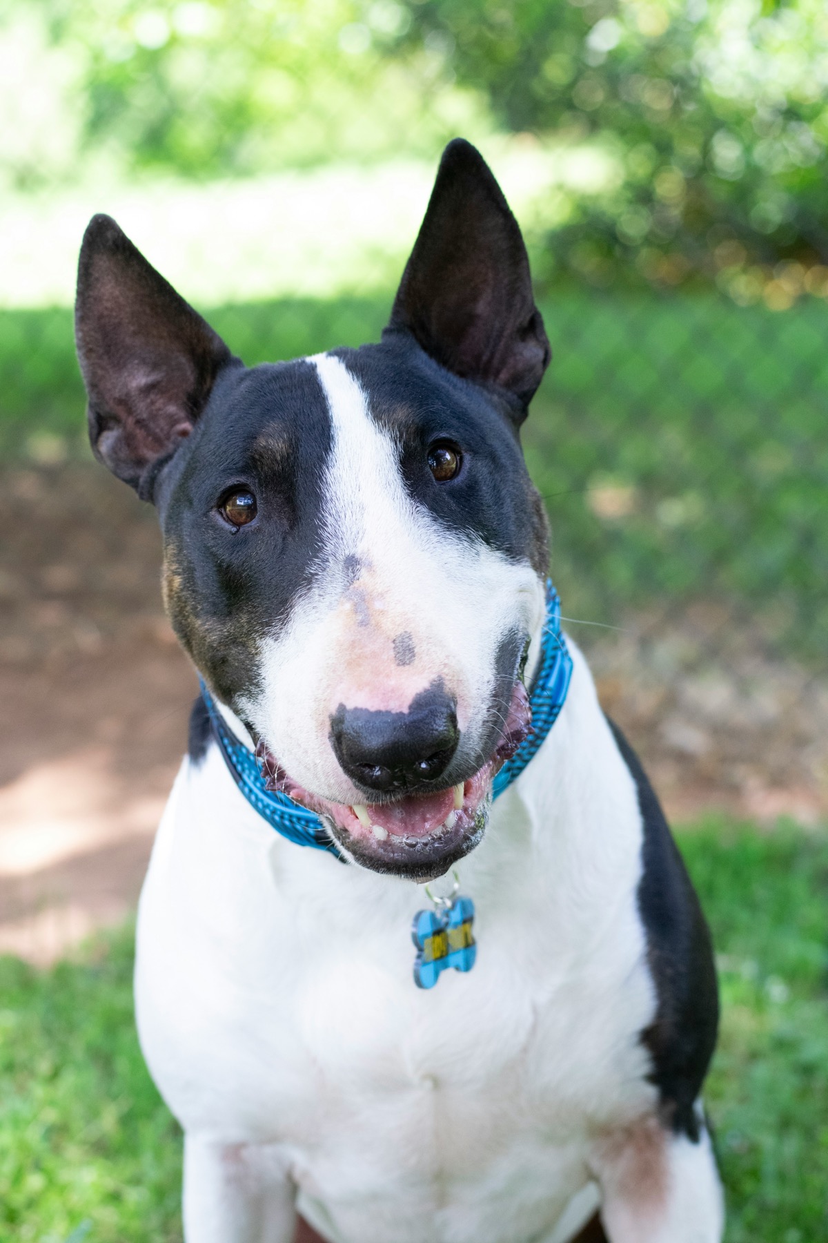 Bull Terrier