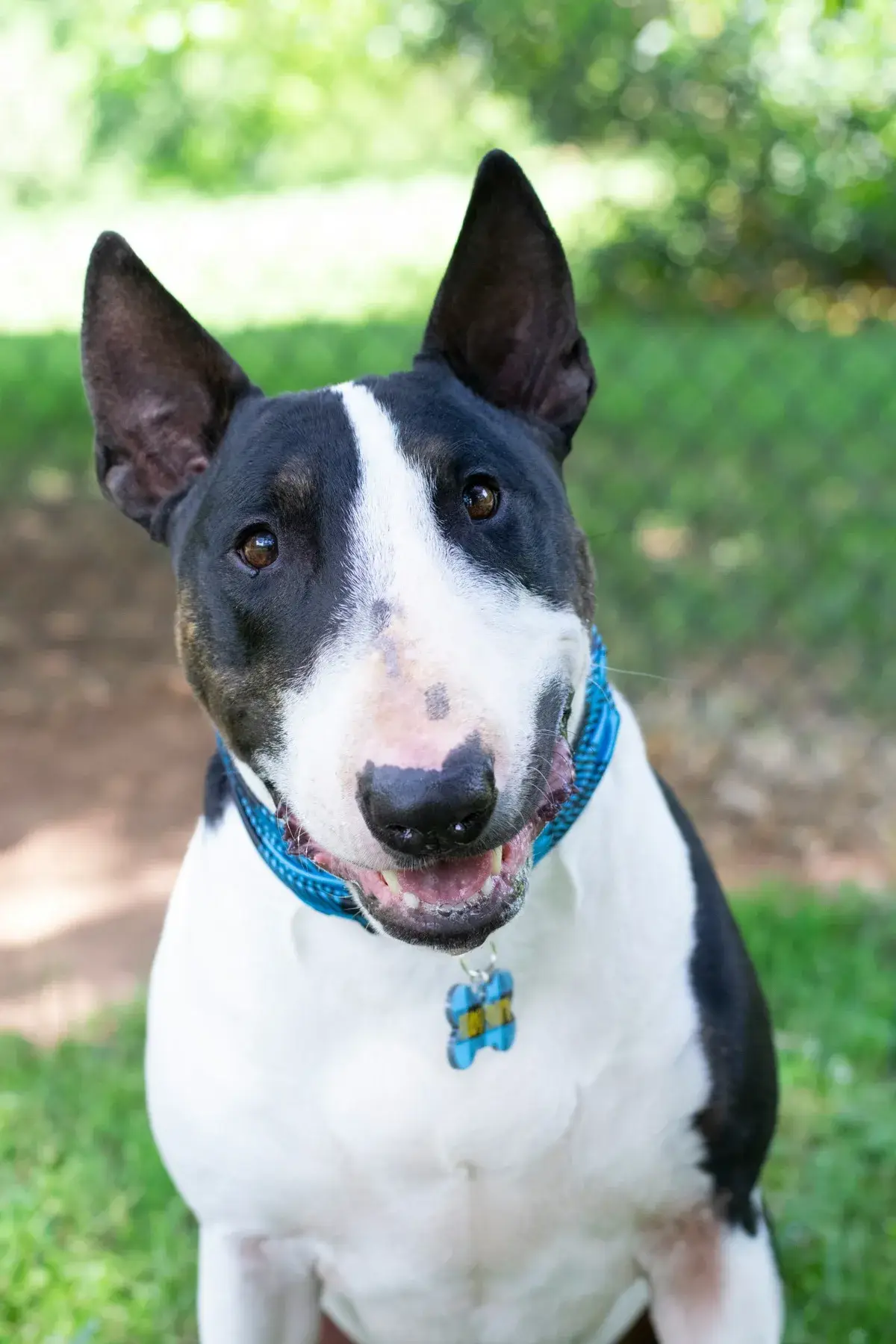 Bull Terrier