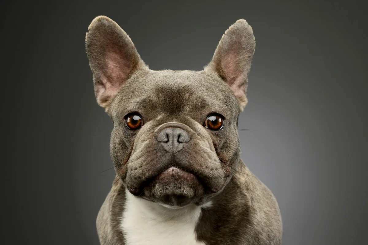 Bulldog Francese foto 2