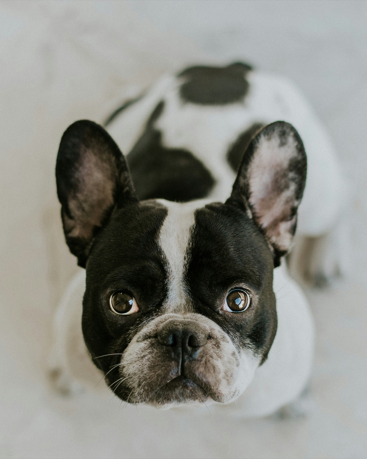 Bulldog Francese