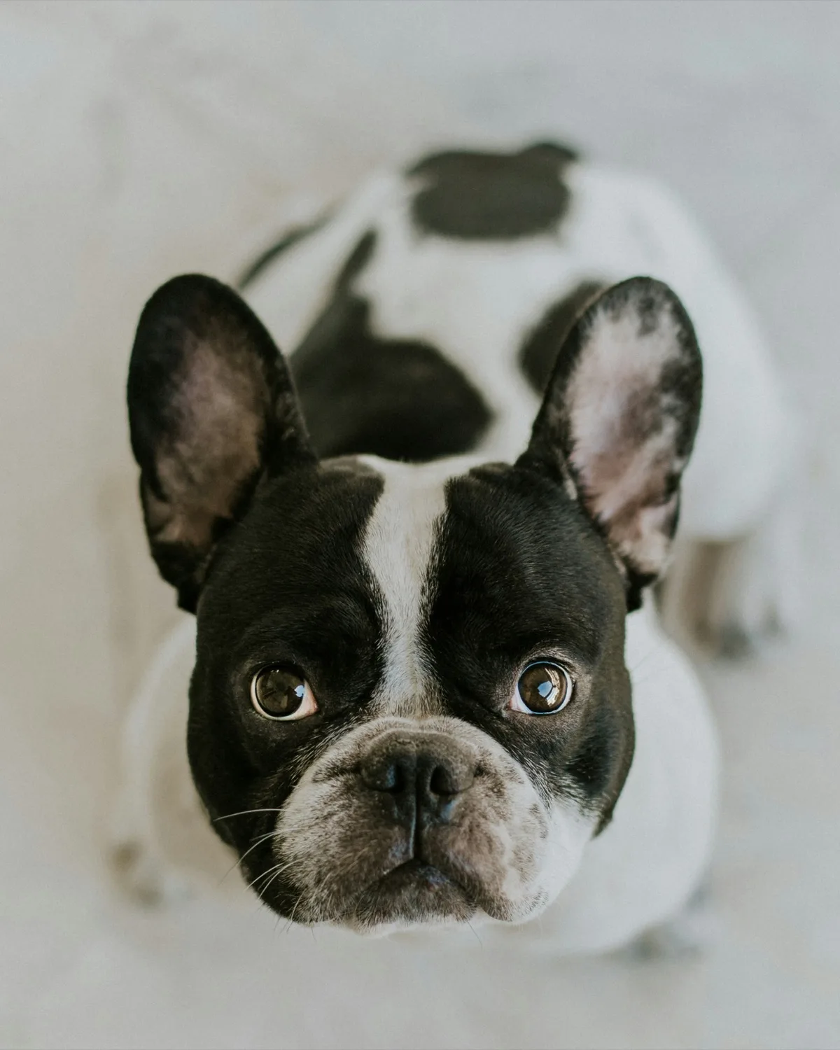Bulldog Francese