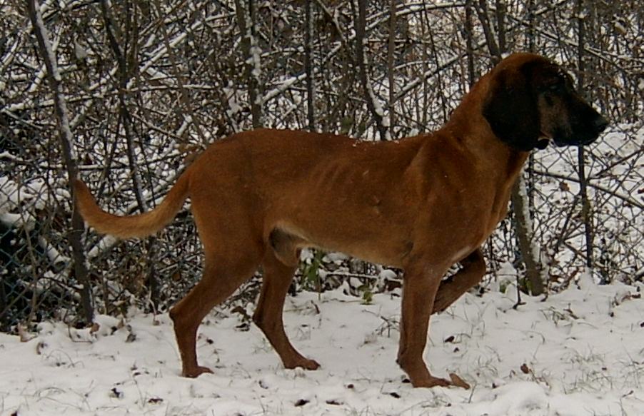 Cane di Pastore Bavarese