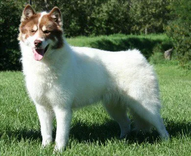 Cane Esquimese Canadese