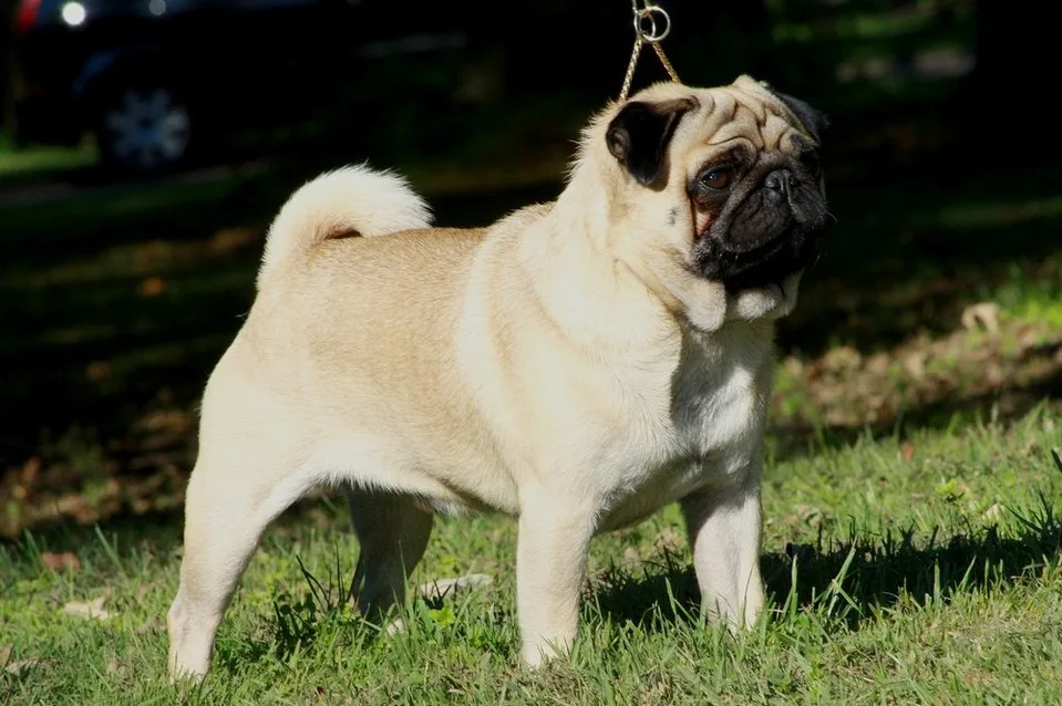 Carlino