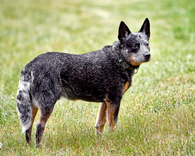 Cattle Dog Australiano