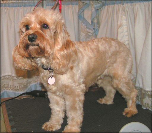Cockapoo