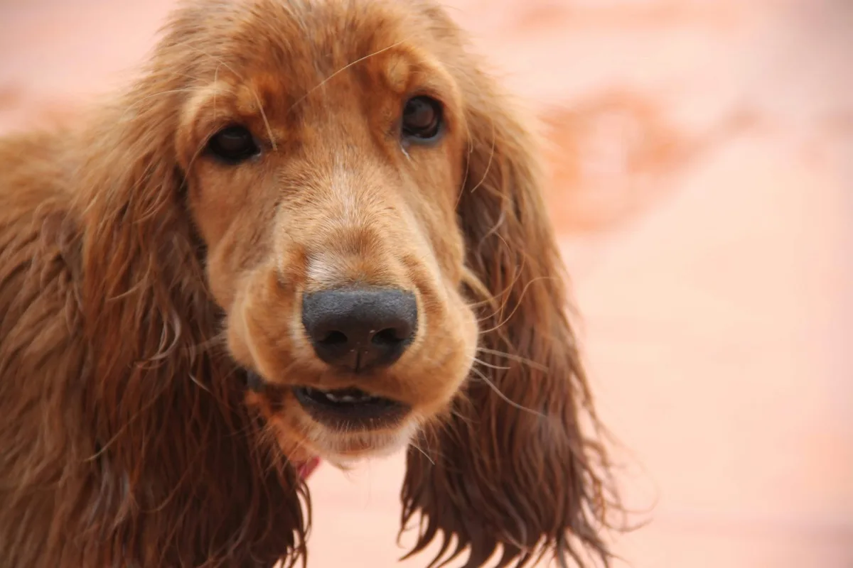 Cocker Spaniel Inglese foto 2