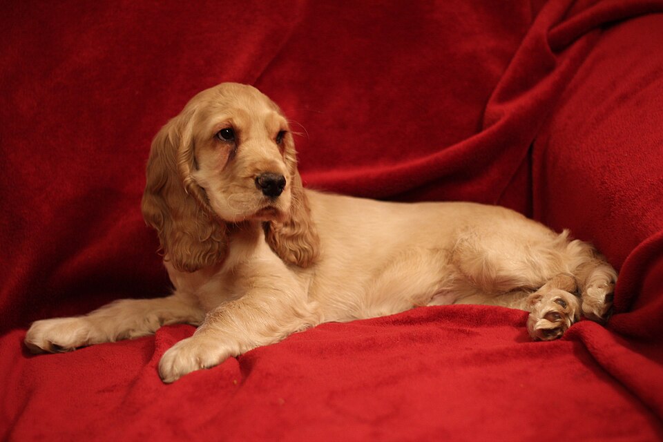 Cocker Spaniel Inglese