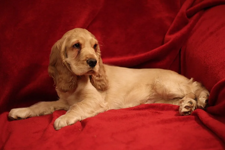Cocker Spaniel Inglese