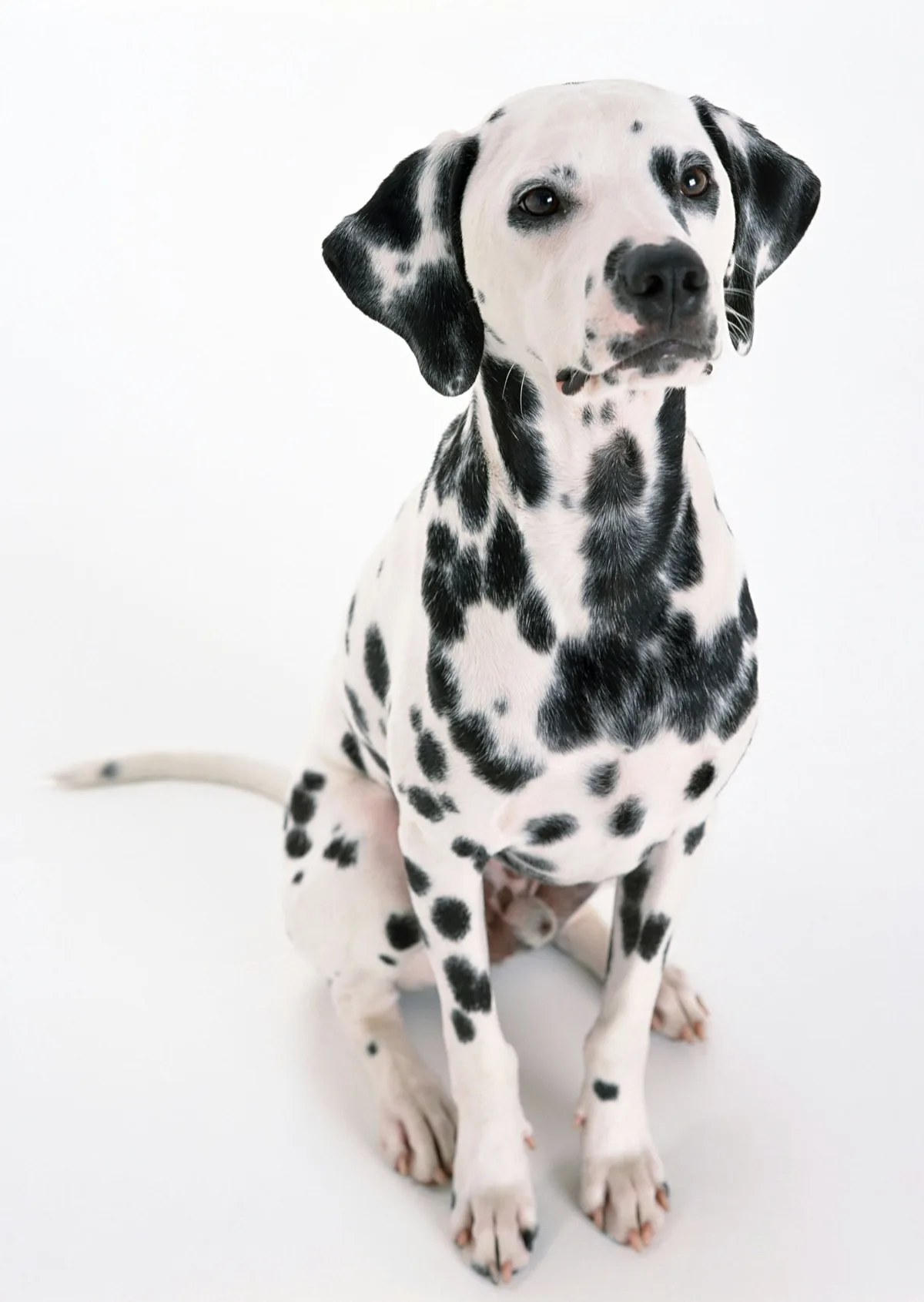 Dalmata foto 2