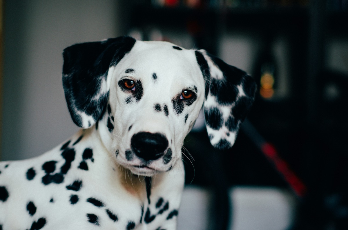 Dalmata