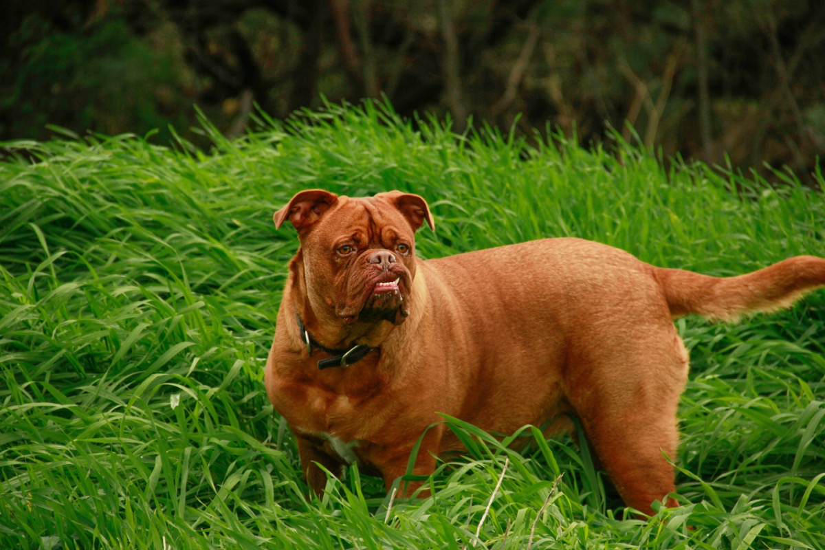 Dogue de Bordeaux