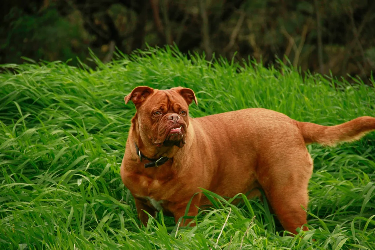 Dogue de Bordeaux