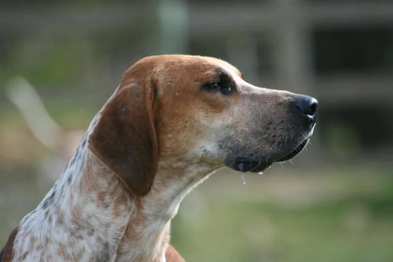 Foxhound Inglese