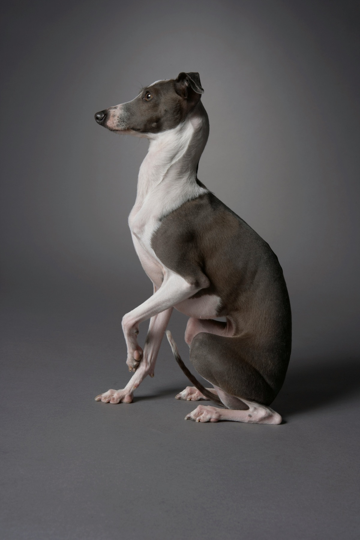 Greyhound