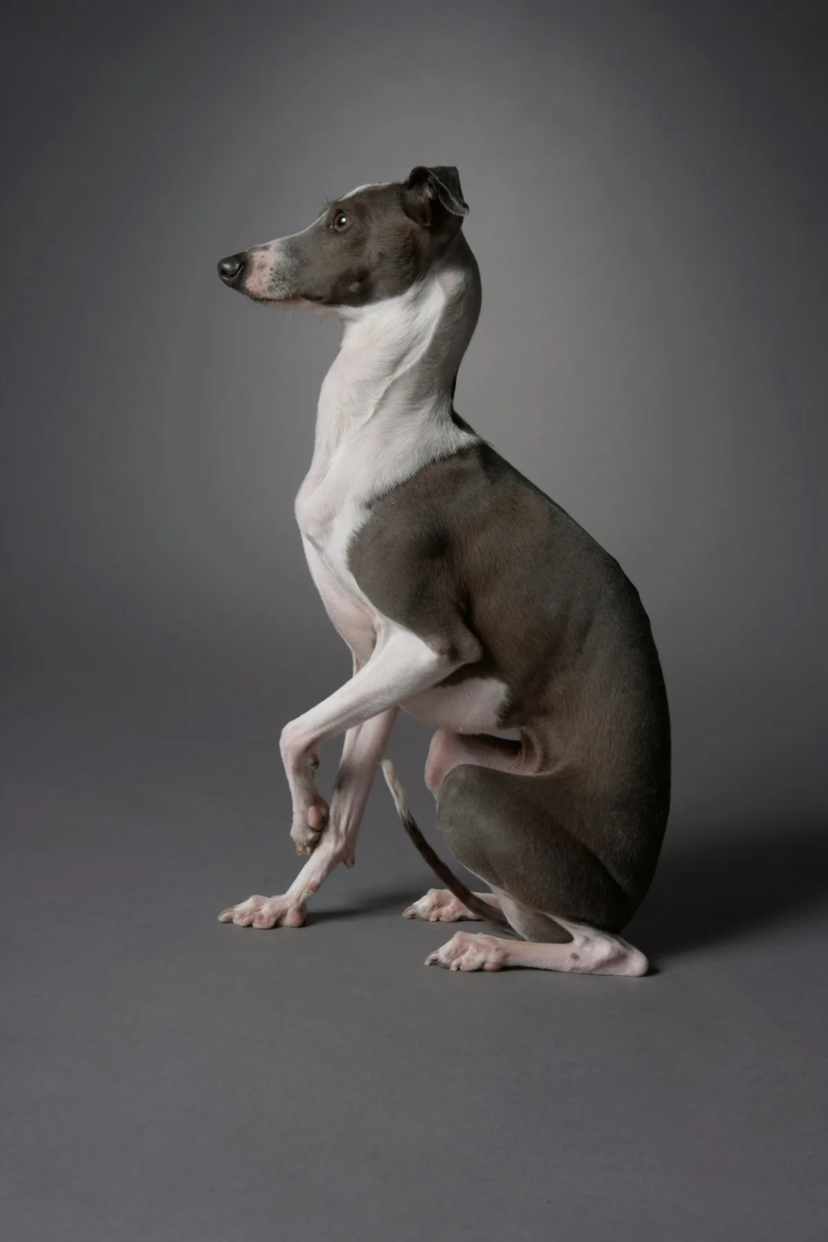 Greyhound