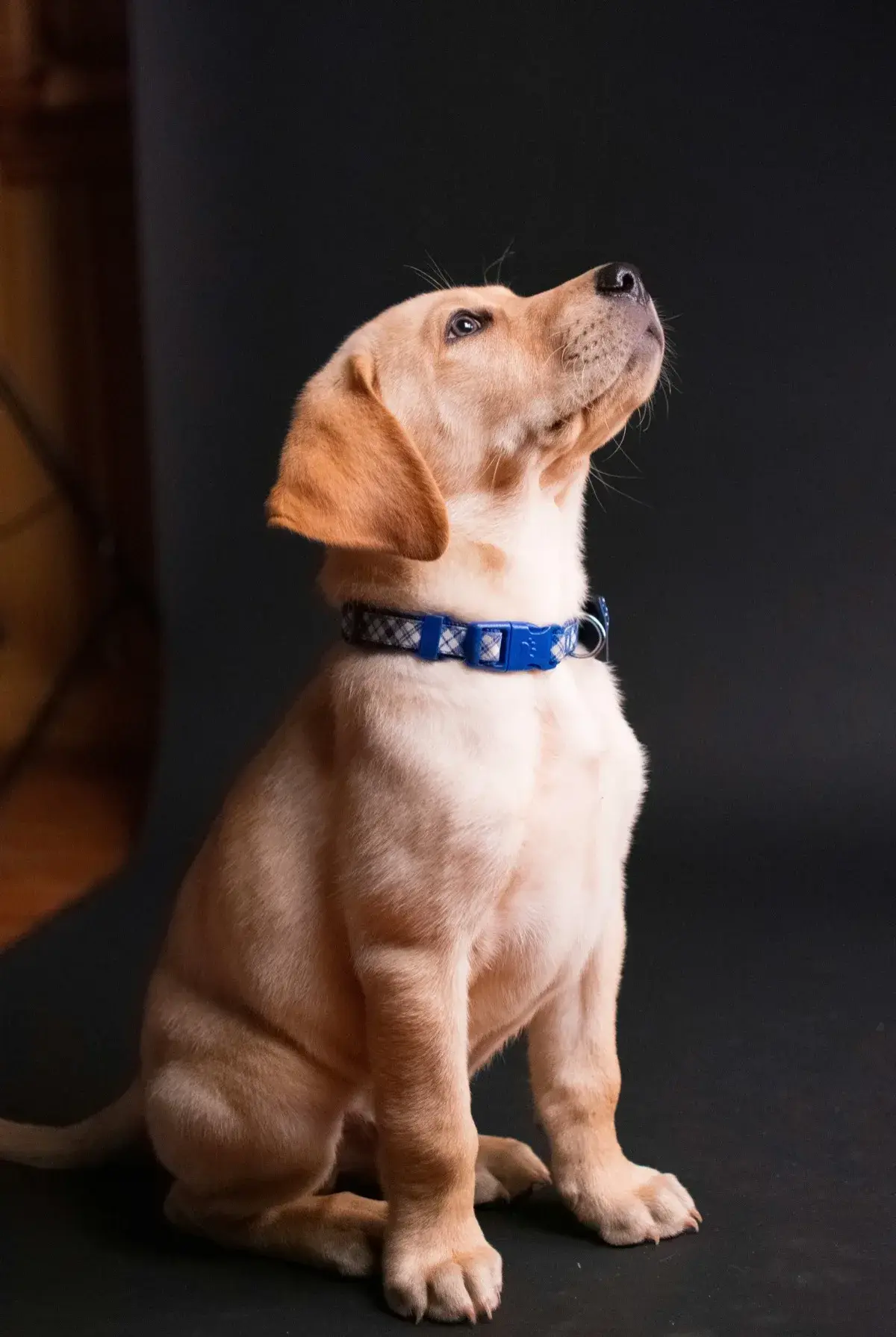 Labrador Retriever foto 2