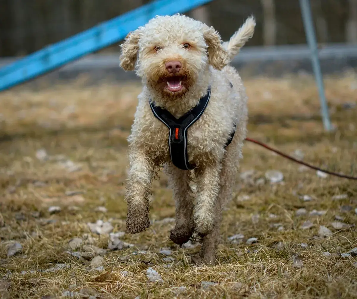 Lagotto Romagnolo
