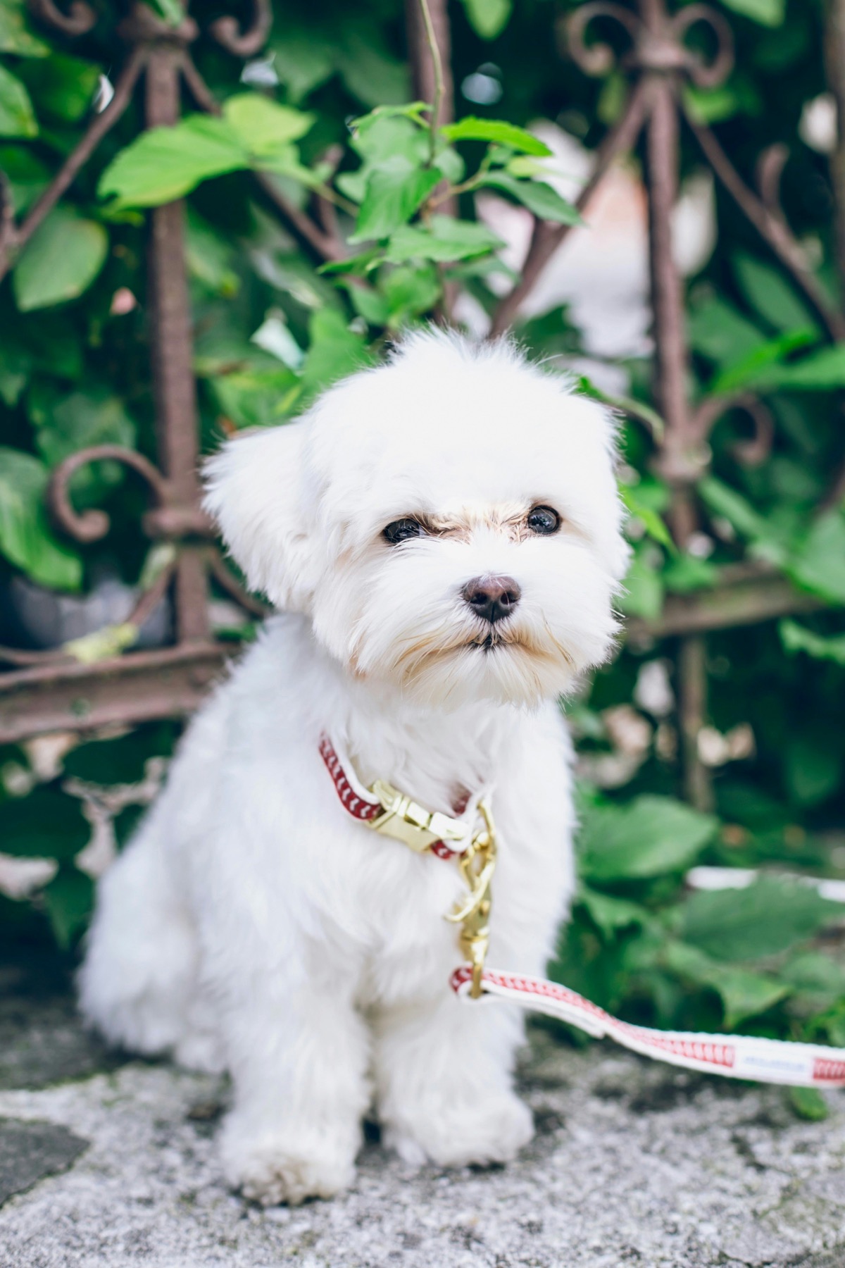 Maltese
