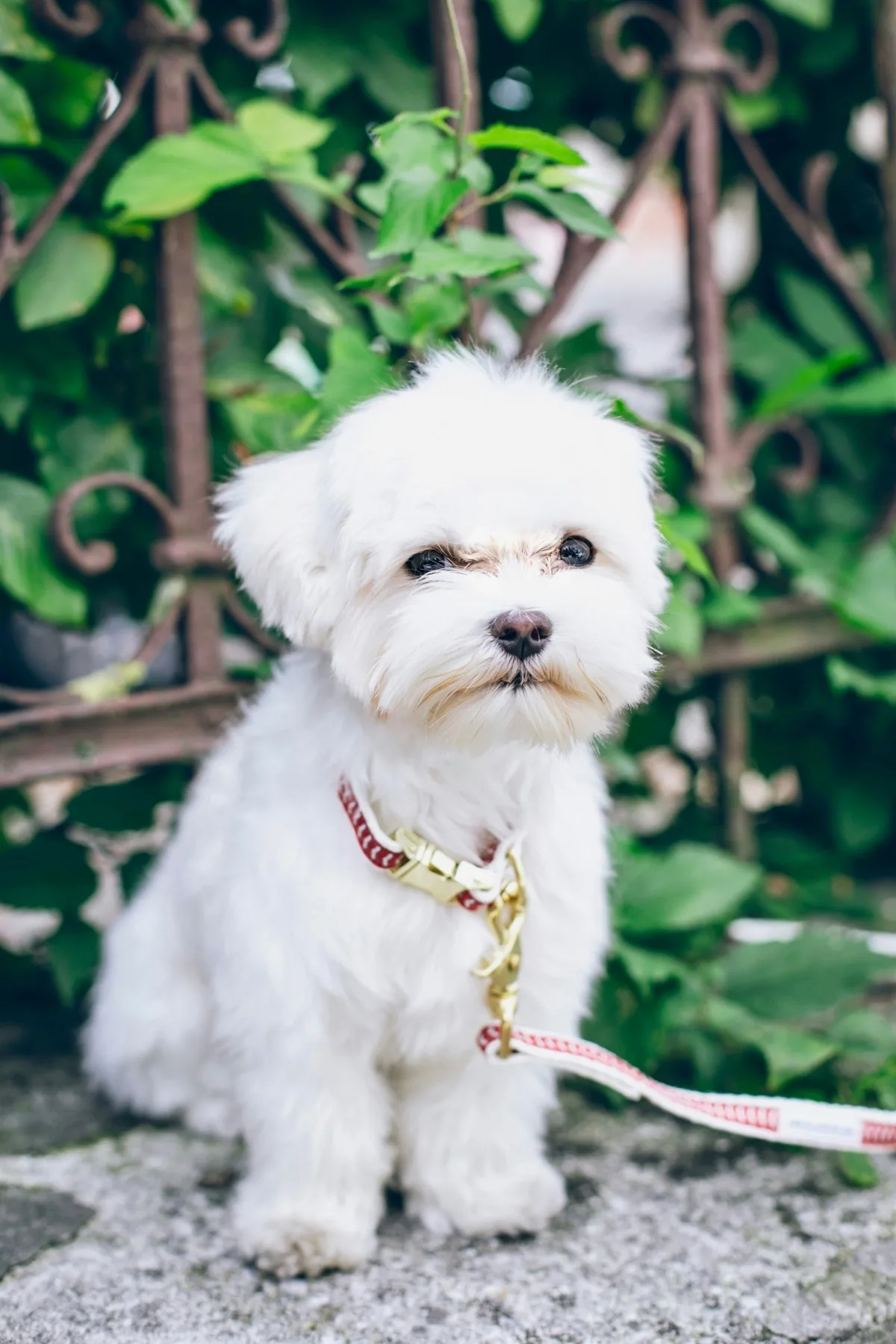 Maltese