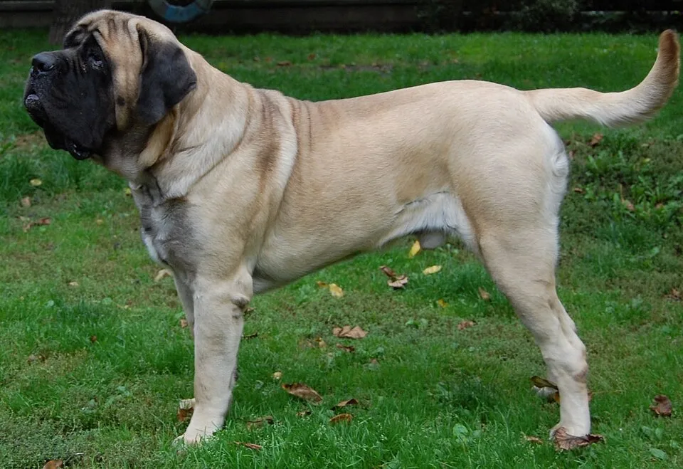Mastino Inglese